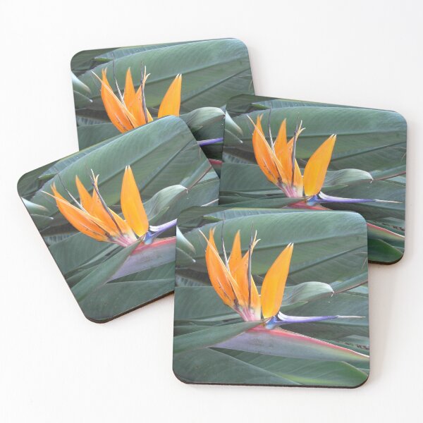 Item preview, Strelitzia in Stirling Gardens, Perth, WA designed and sold by lezvee.