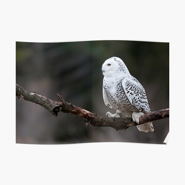Snowy Owl Poster