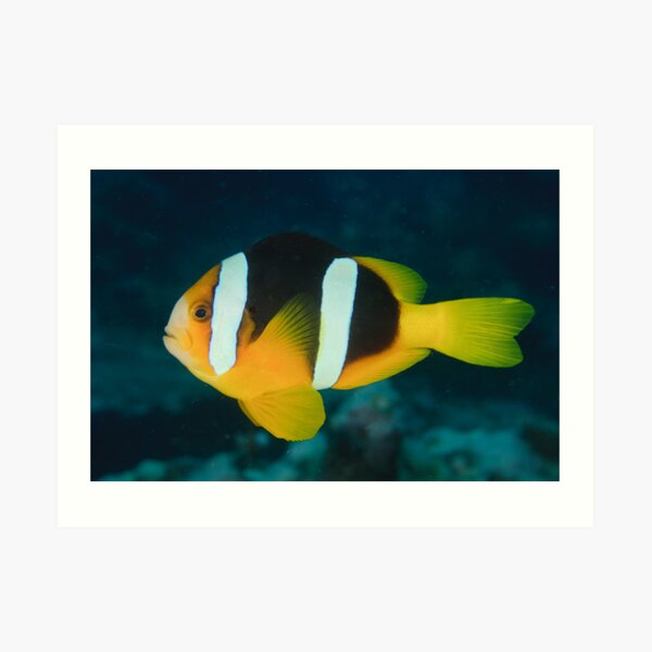 Clark's Anemonefish - Amphiprion clarkii Art Print