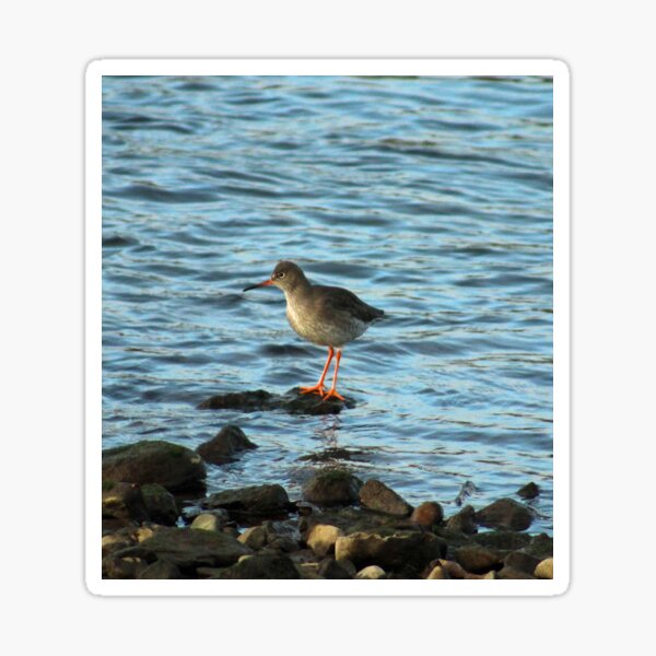 Aperçu de l'œuvre Redshank créée et vendue par ellenmpics.