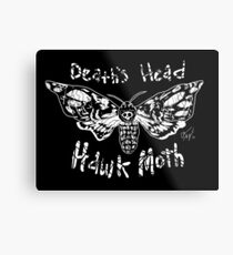 Death’s Head Hawk Moth Metal Print