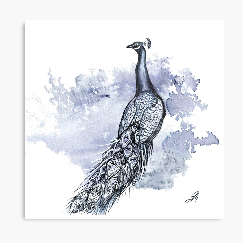 Drawing peacock stock illustration. Illustration of beautiful - 57769934