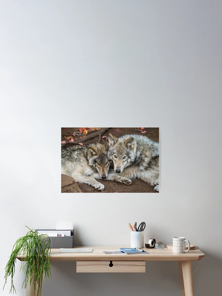 Thumbnail 2 of 3, Poster, Timber Wolves designed and sold by Michael Cummings.