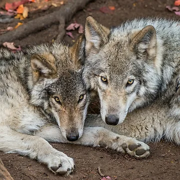 Artwork thumbnail, Timber Wolves by Michael Cummings
