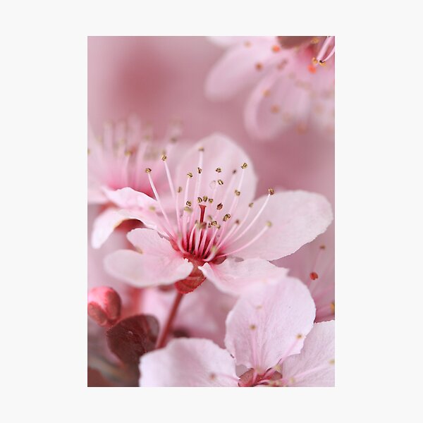 Plum Blossom 2 Photographic Print