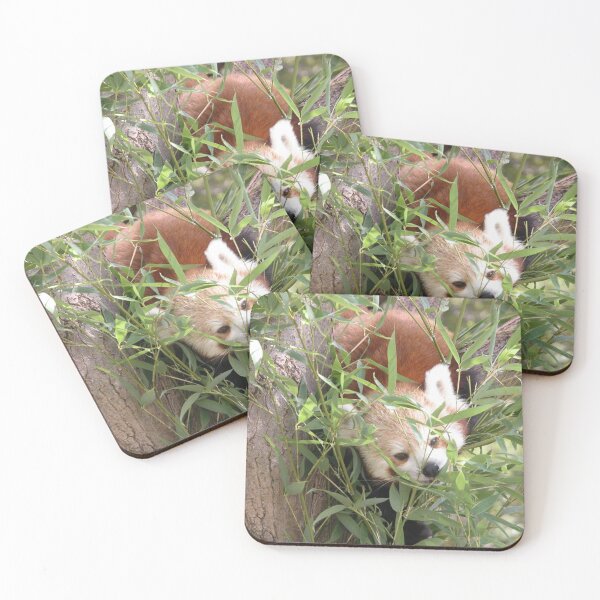 Item preview, Red Panda having a Bamboo Snack, Canberra Zoo, Canberra, ACT,Australia.. designed and sold by kaysharp.