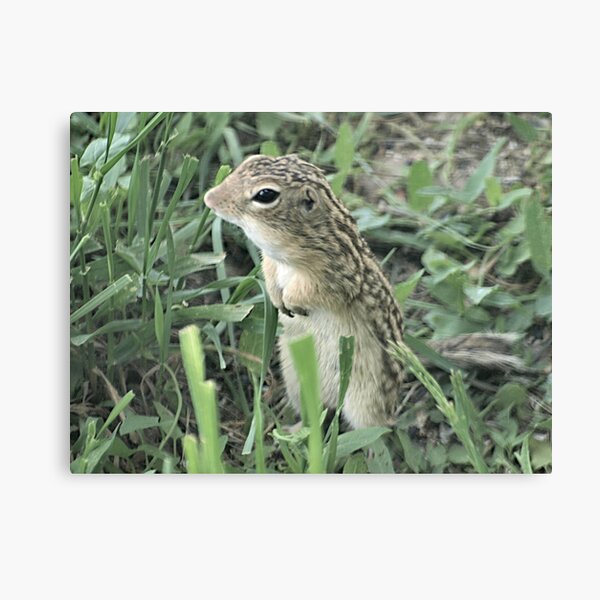 13-Lined Ground Squirrel Canvas Print