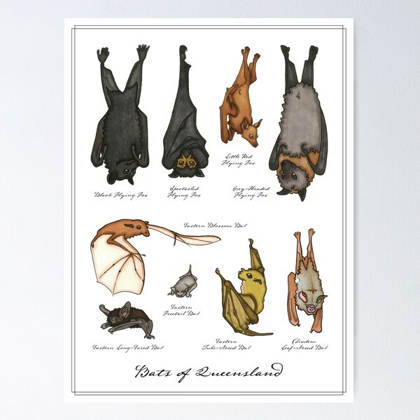 Item preview, Bats of Queensland designed and sold by genevarts.