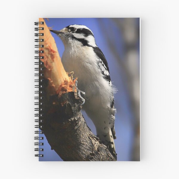 Item preview, Downy Woodpecker designed and sold by Yannik Hay.