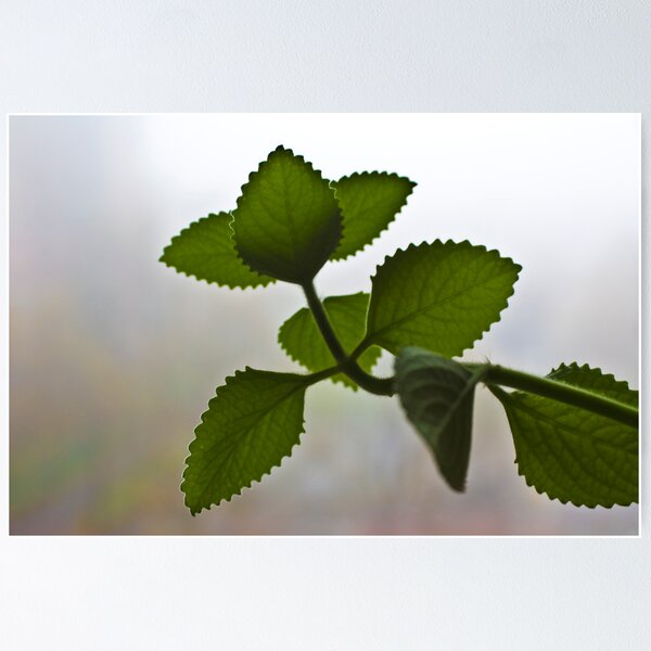 Item preview, Natural Thyme (Wild Thyme) designed and sold by FoodMaster.