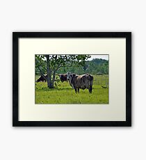 Cows Framed Print