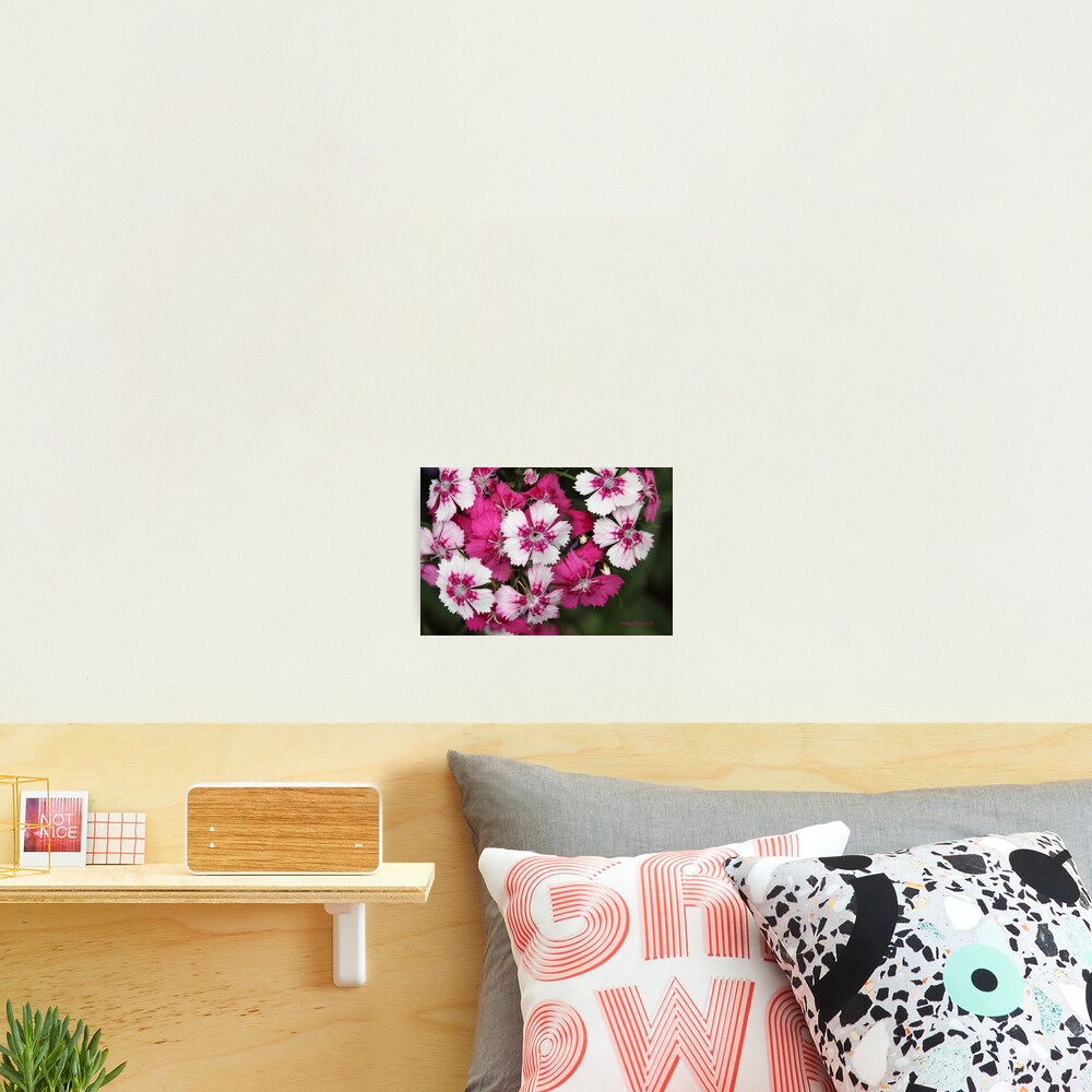 Item preview, Photographic Print designed and sold by DebbieCHayes.