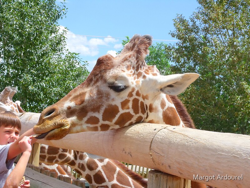 Friendly Giraffe At Cheyenne Mountain Zoo By Margot Ardourel Redbubble   Flat,800x800,075,f 