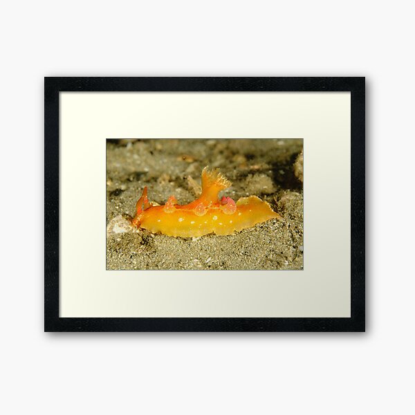 Nudibranch - Plocamorpherus imperialis Framed Art Print