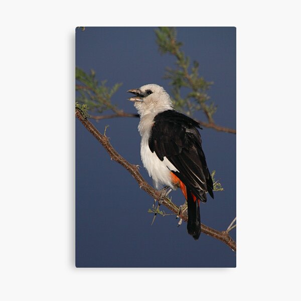 White-headed Buffalo-weaver, Tanzania Canvas Print