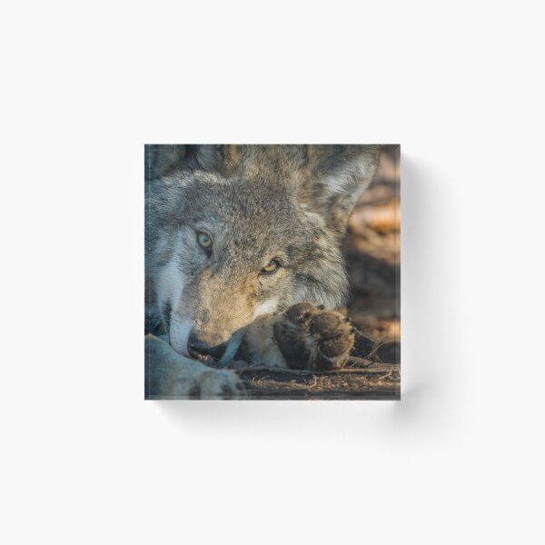 Item preview, Timber Wolf designed and sold by Michael Cummings.