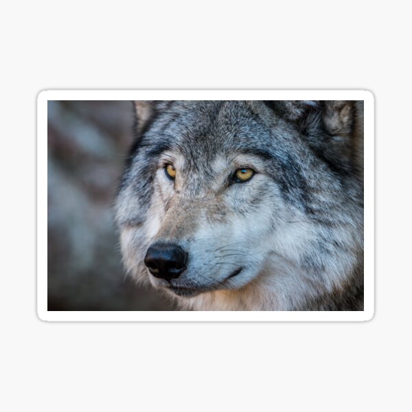 Timber Wolf Stickers Redbubble - timber wolf head roblox