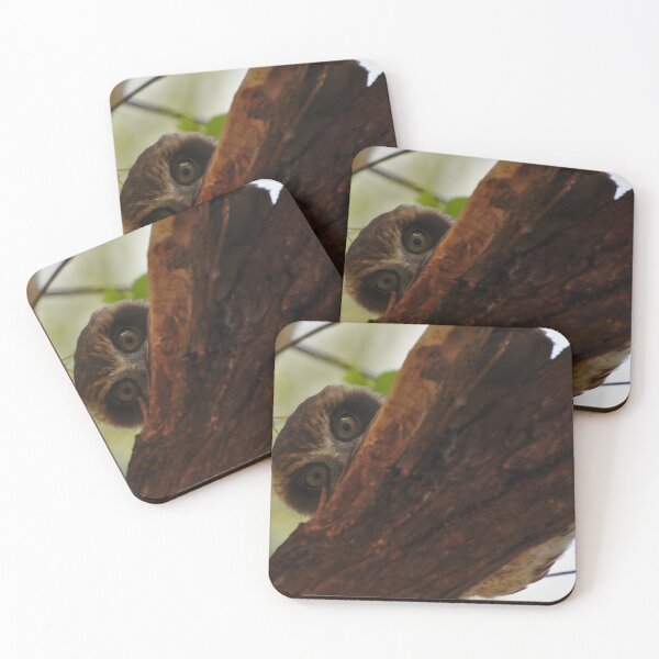 Item preview, A Shy Juvenile Boobook Owl In A Gum Tree designed and sold by Jason Gilbert.