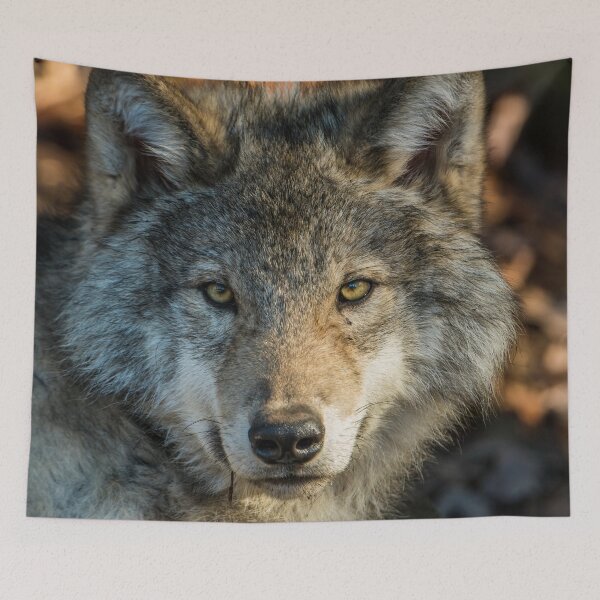 Item preview, Timber Wolf - Looking at you. designed and sold by Michael Cummings.