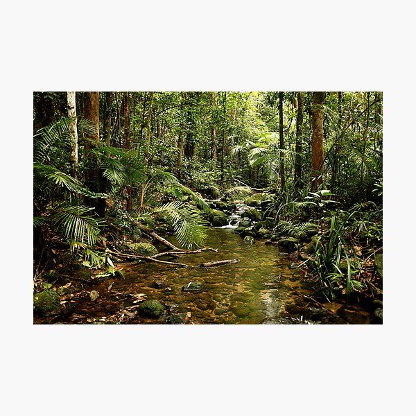 Rainforest Photographic Print