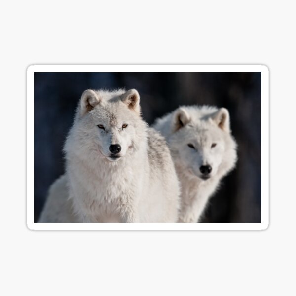 Arctic Wolves Sticker