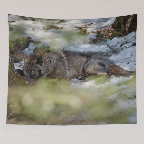 Item preview, Sleeping Black wolf designed and sold by Michael Cummings.
