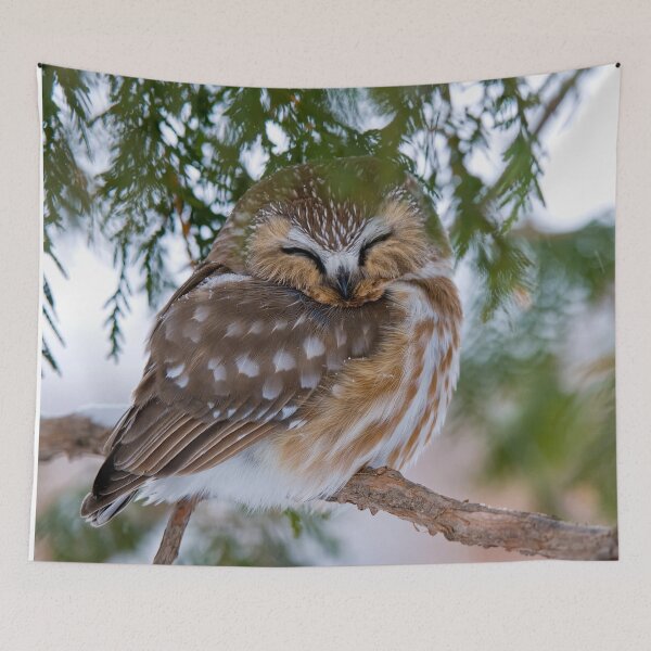 Item preview, Sleeping Northern Saw Whet Owl - Ottawa, Ontario designed and sold by Michael Cummings.