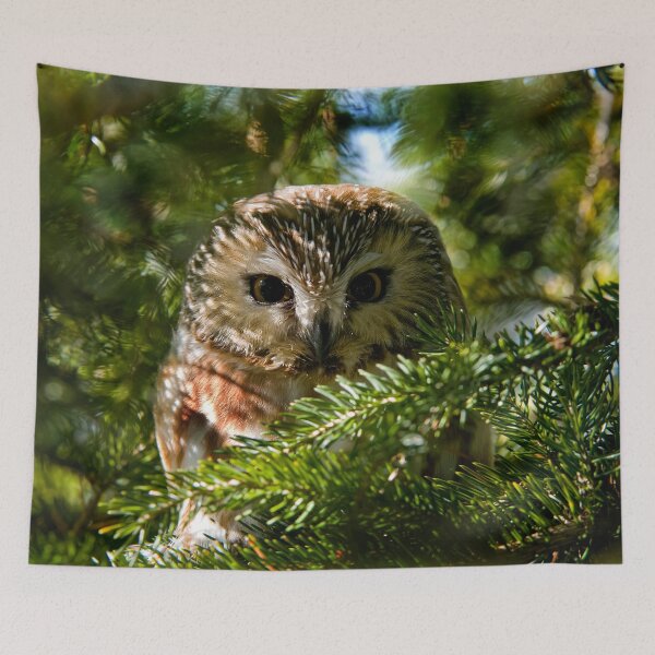 Item preview, Northern Saw Whet Owl - Amherst Island, Ontario, Canada designed and sold by Michael Cummings.