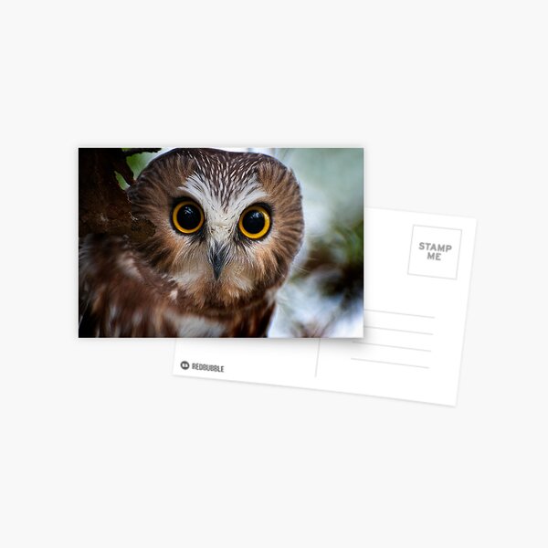 Northern Saw Whet Owl Portrait Postcard
