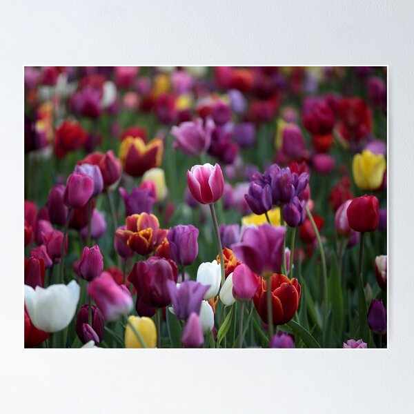 Item preview, Colourful Tulips designed and sold by Nugrahini Tj..