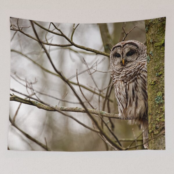 Item preview, Barred Owl - Presqu'ile Park designed and sold by Michael Cummings.