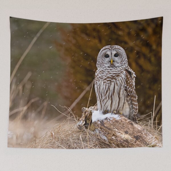 Item preview, Barred Owl on log designed and sold by Michael Cummings.