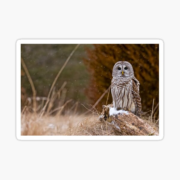 Barred Owl on log Sticker