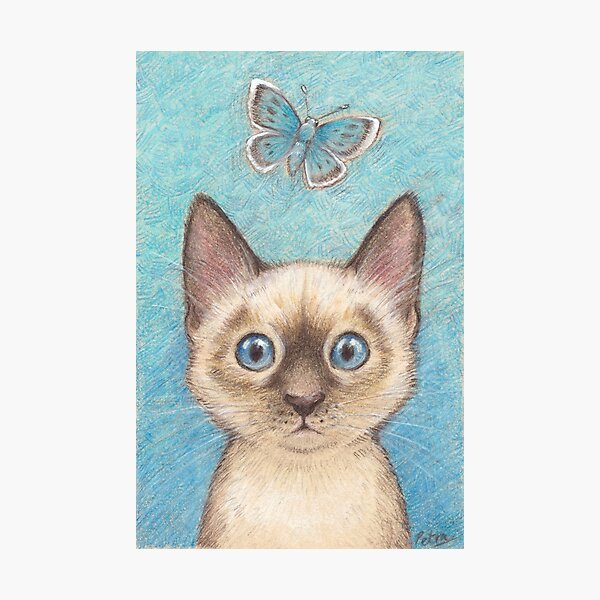 'Blue' - siamese kitten with butterfly Photographic Print