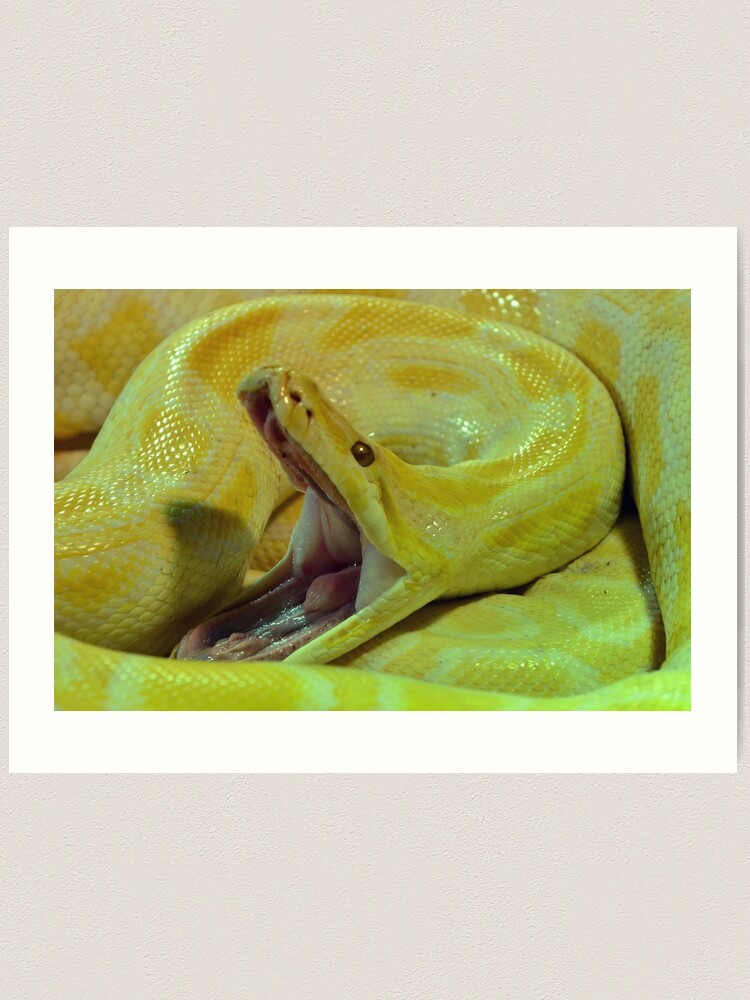 Albino Burmese Python clay 3D snake home decor art; store office decor; handmade art