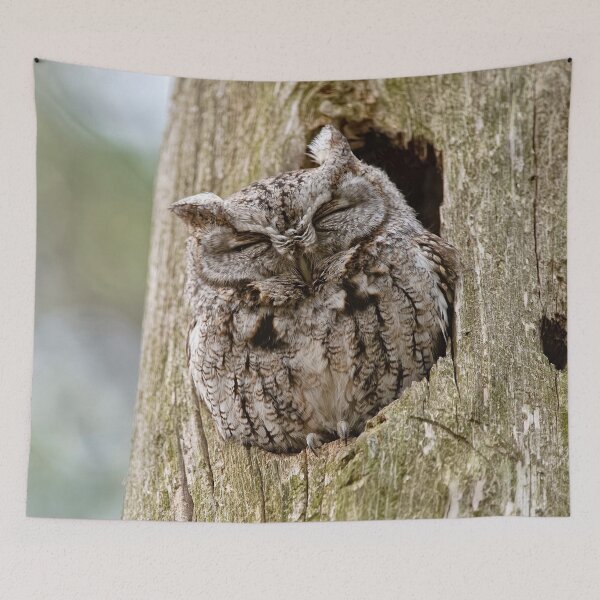 Item preview, Sleeping Screech Owl designed and sold by Michael Cummings.