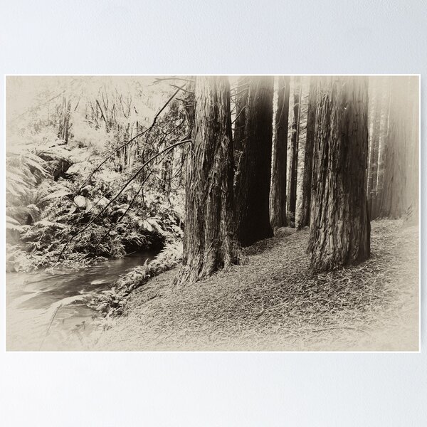 Item preview, Red Woods 2 - Otways Victoria designed and sold by Graeme Buckland.