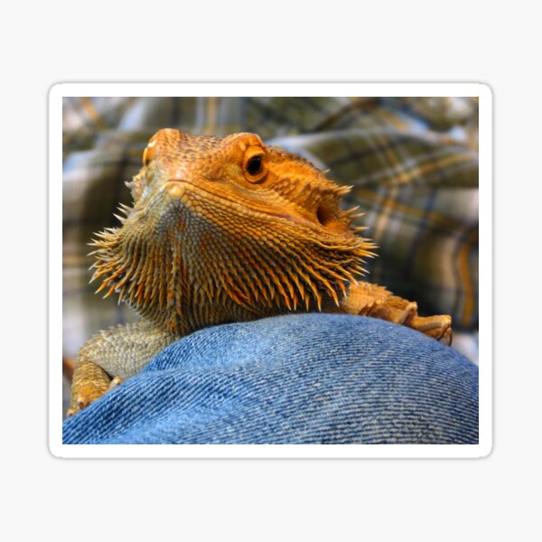 Item preview, Bearded Dragon on knee designed and sold by foozma73.