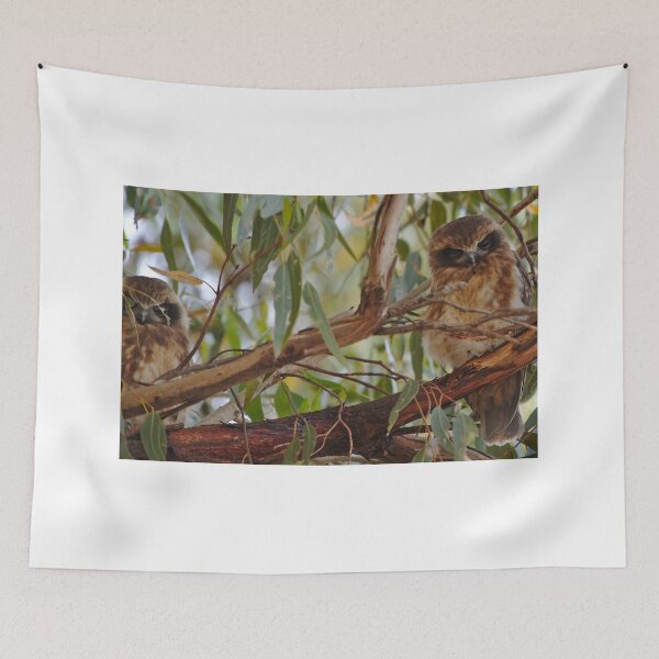 Item preview, Two Boobook Owls On A Branch designed and sold by Jason Gilbert.