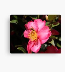 Healesville 2 Canvas Print