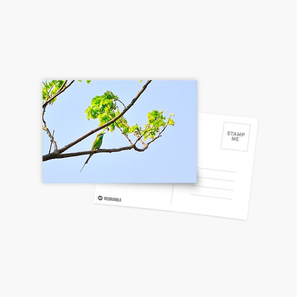 Green Bee Eater bird Postcard