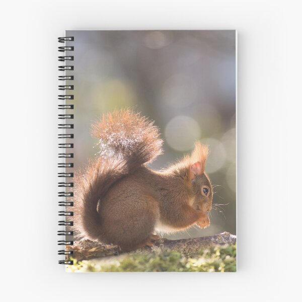 Item preview, Red squirrel in the light designed and sold by VBMatossy.