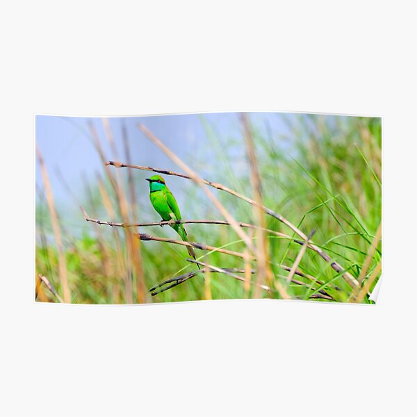 Green Bee Eater bird Poster