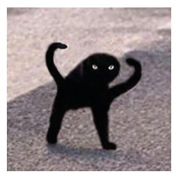 Cat meme” Photographic Print for Sale by M K | Redbubble