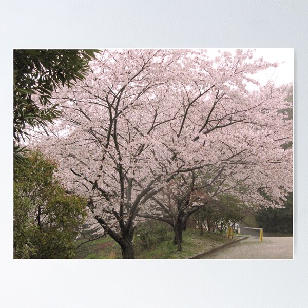 Cherry Tree in Rain #1 Poster