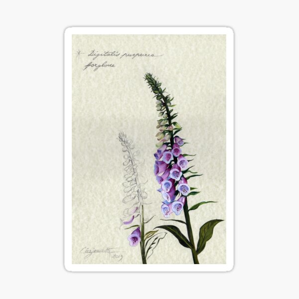 Aperçu de l'œuvre Digitalis purpurea - Digitale créée et vendue par Cinzia Marotta.