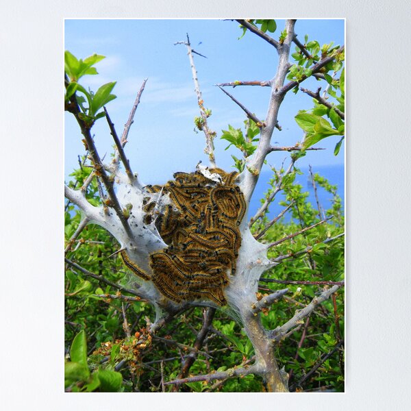 Item preview, Cornwall: A collection of Caterpillars designed and sold by Rob Parsons (Just a Walker with a Camera).