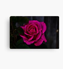 " Hot Pink Rose " Canvas Print