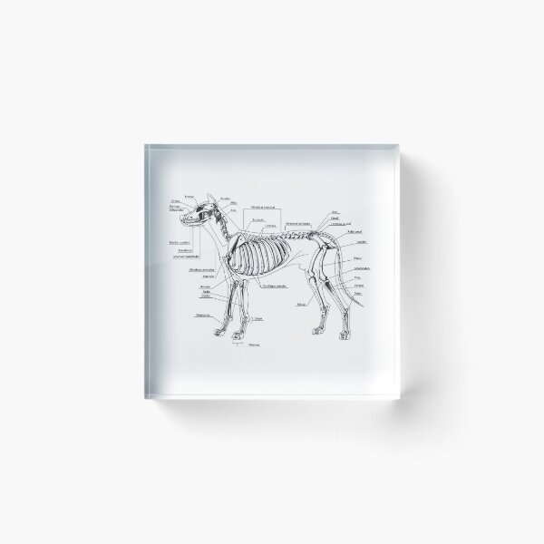 Item preview, Skeletal Anatomy of the Dog designed and sold by Numiere.