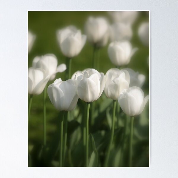 Item preview, white tulips designed and sold by Nugrahini Tj..